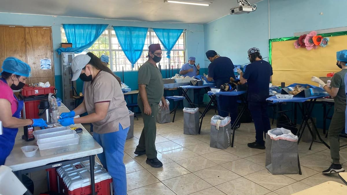Realizarán campaña de esterilización gratuita, buscan atender zonas con mayor necesidad