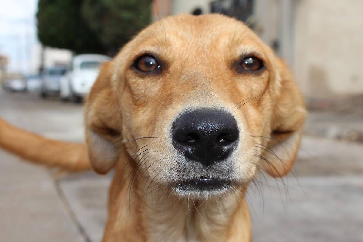 Con ácido atacan a perros en Tamaulipas y no hay detenidos; autoridades señalan falta de denuncias