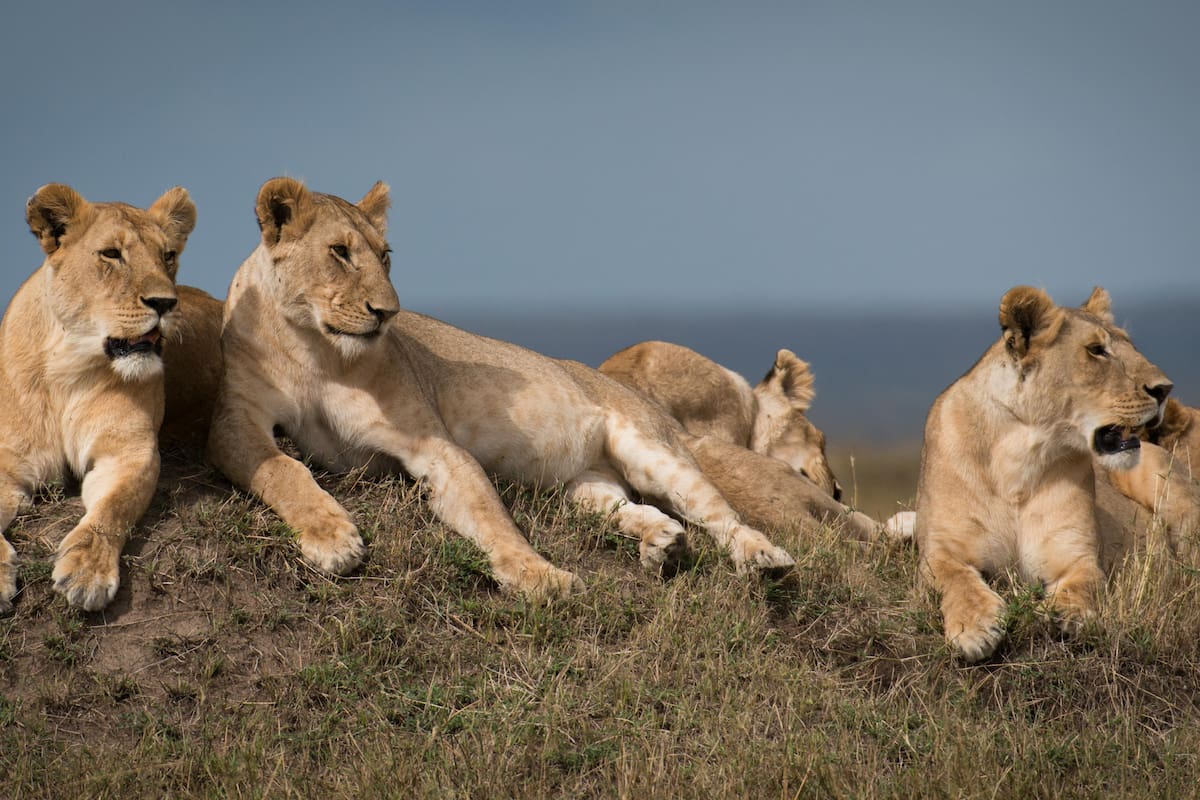DINASTÍAS, Leones africanos, liderazgo contra viento y marea