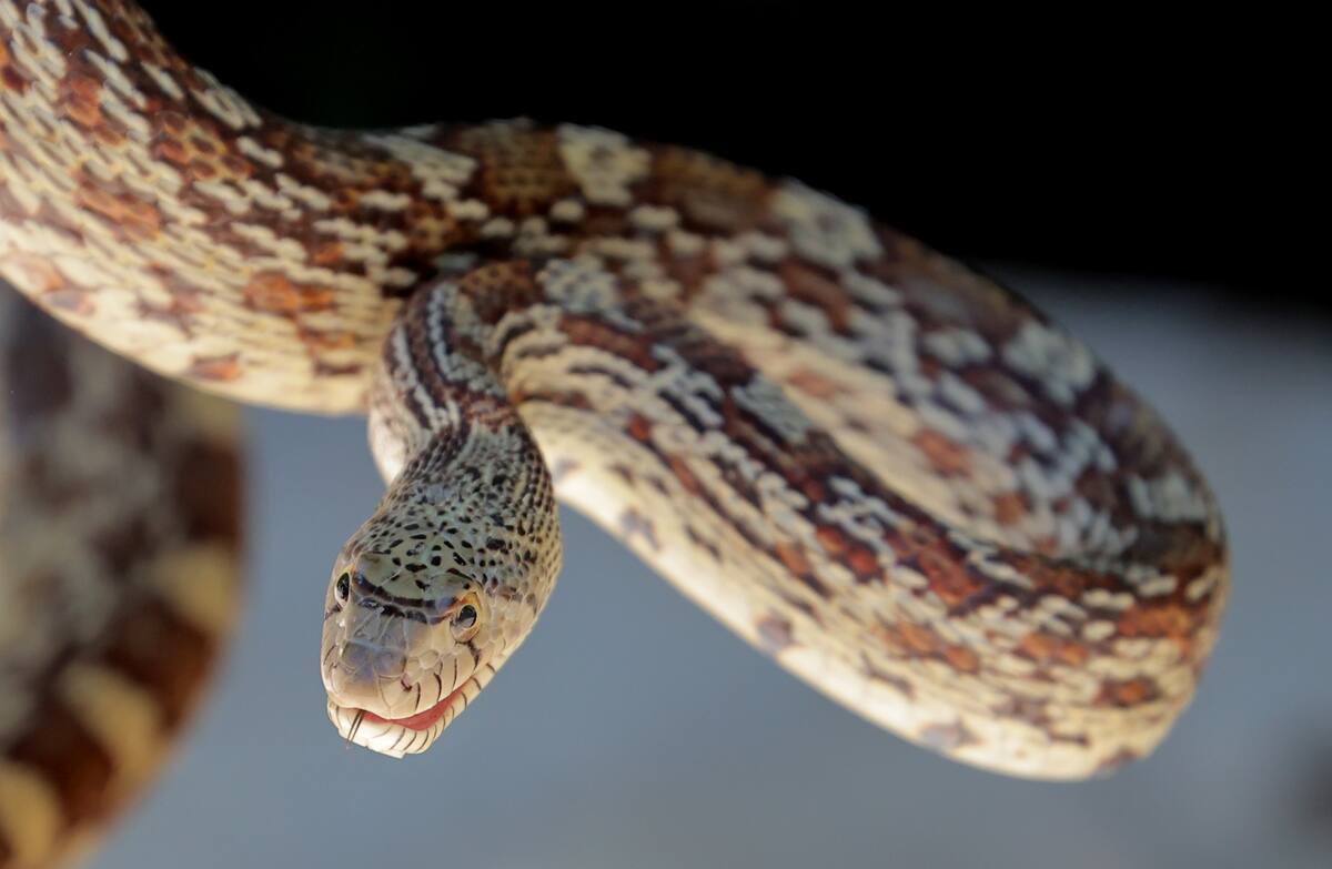 Las serpientes cabeza de cobre suelen causar una gran hinchazón, hematomas y ampollas de sangre en la zona afectada.   Crédito: Julián Ortega (GH)