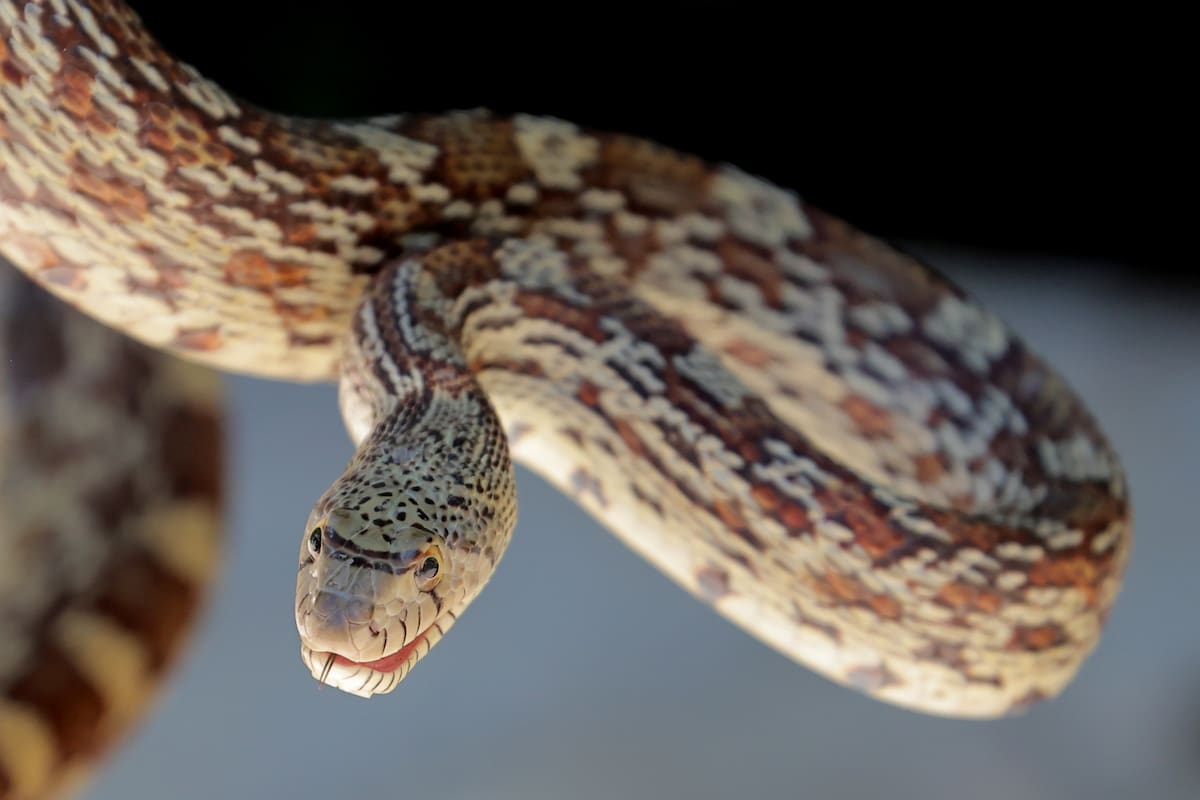 El calor saca a las serpientes de sus madrigueras en Hermosillo, advierte ecólogo