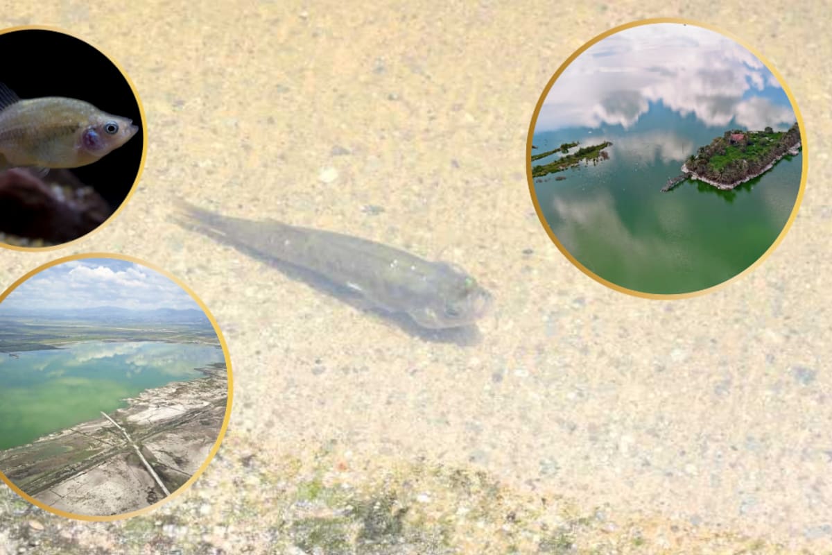 El Lago de Texcoco muestra señales de un cambio ambiental tras la restauración de sus humedales, donde especialistas ya estudian si las condiciones del agua permiten nuevamente el desarrollo y reproducción de distintas comunidades acuáticas