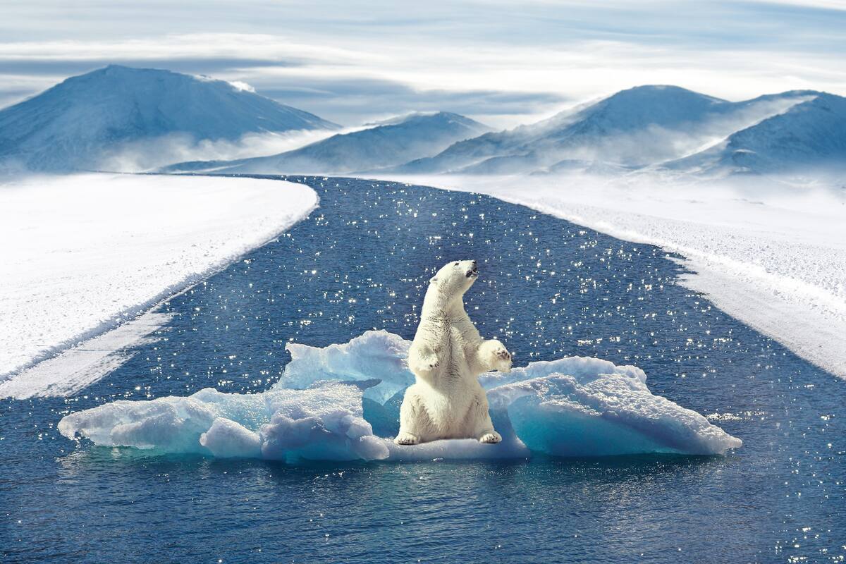 Este es el efecto del cambio climático en algunas especies