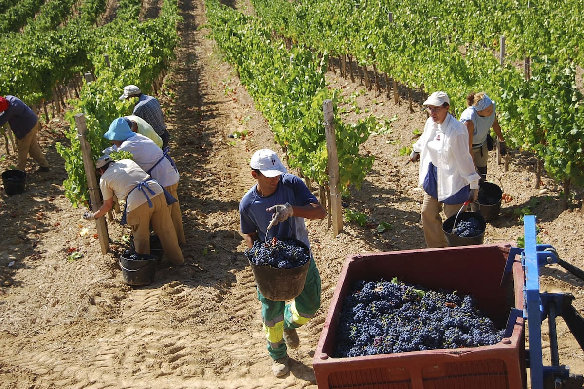 FRONTERA 25 años: Fruto de la vid