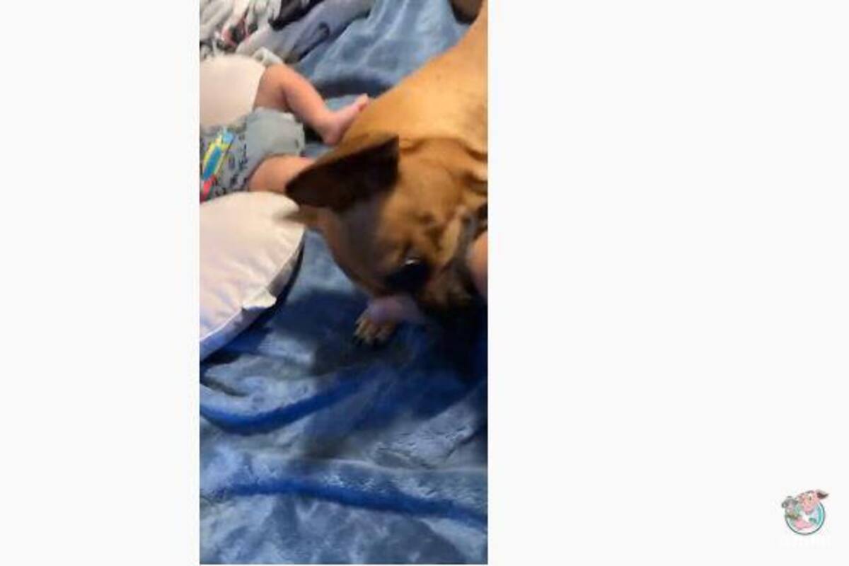Video: Perro defiende a bebé y no deja que se acerquen a él