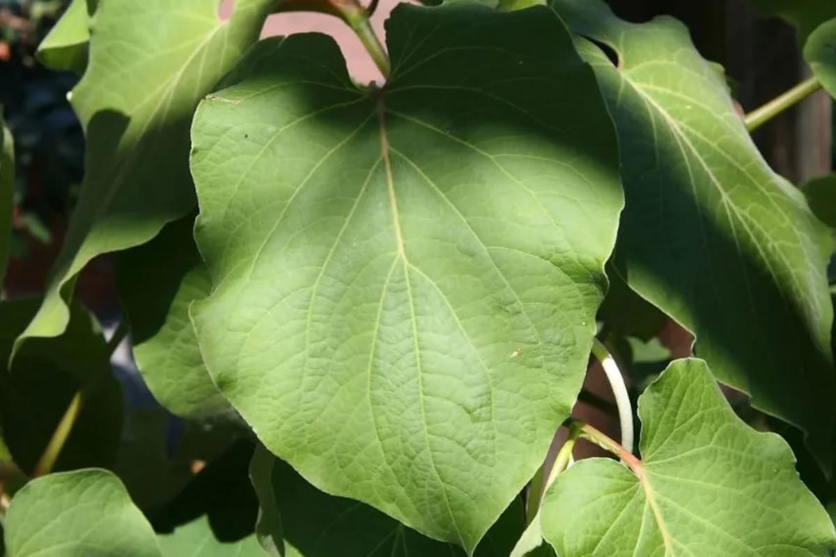 ¿Es peligroso comer hoja santa cruda? Mitos, verdades y usos de esta joya de la cocina mexicana