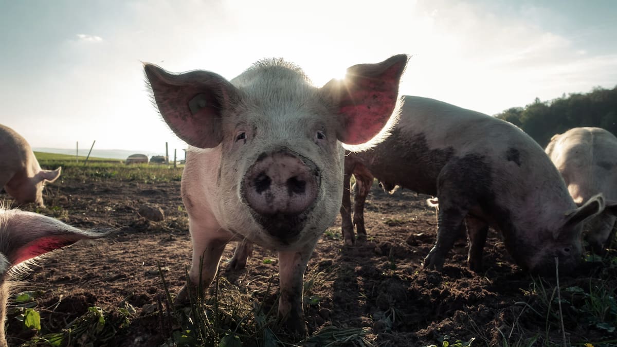 Anciano muere al ser atacado por un cerdo en el patio de su casa en Mérida. Foto: Ilustrativa/Unsplash