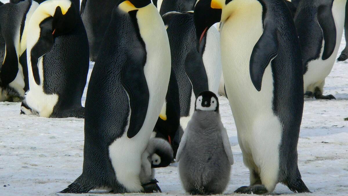 Los pingüinos de la Antártida están adelantando su época de cría como nunca antes por el cambio climático, de acuerdo con estudio internacional; científicos advierten cambios sin precedentes en sus patrones reproductivos