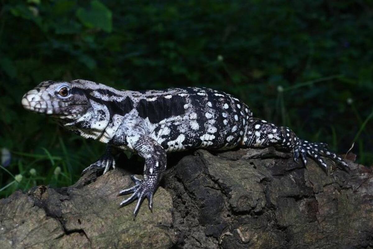 Lagarto gigante que devora todo preocupa a autoridades en Estados Unidos