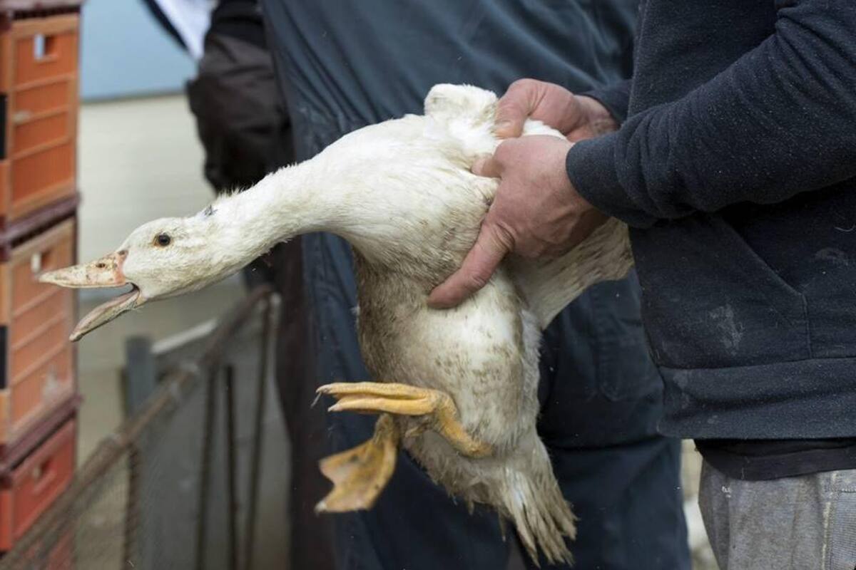 Francia sacrificaría miles de patos por brote de gripe aviar