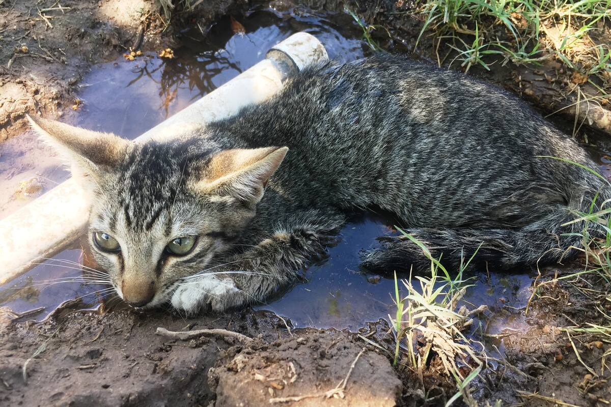 Acusan a mujer de matar a dos gatos y un perro