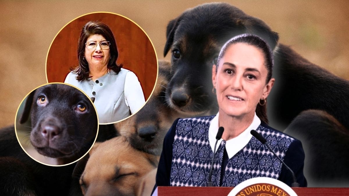 Mariela Gutiérrez, la exalcaldesa que reconoció haber sacrificado a 10 mil perros fue defendida por Sheinbaum quien aseguró “no violó la ley” mientras la FGJEM ya investiga posible maltrato animal