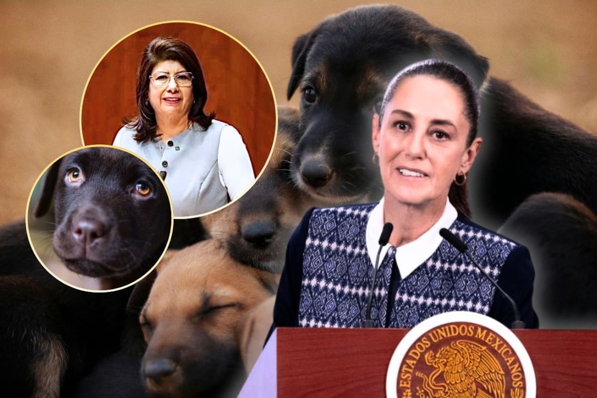 Mariela Gutiérrez, la exalcaldesa que reconoció haber sacrificado a 10 mil perros fue defendida por Sheinbaum quien aseguró “no violó la ley” mientras la FGJEM ya investiga posible maltrato animal