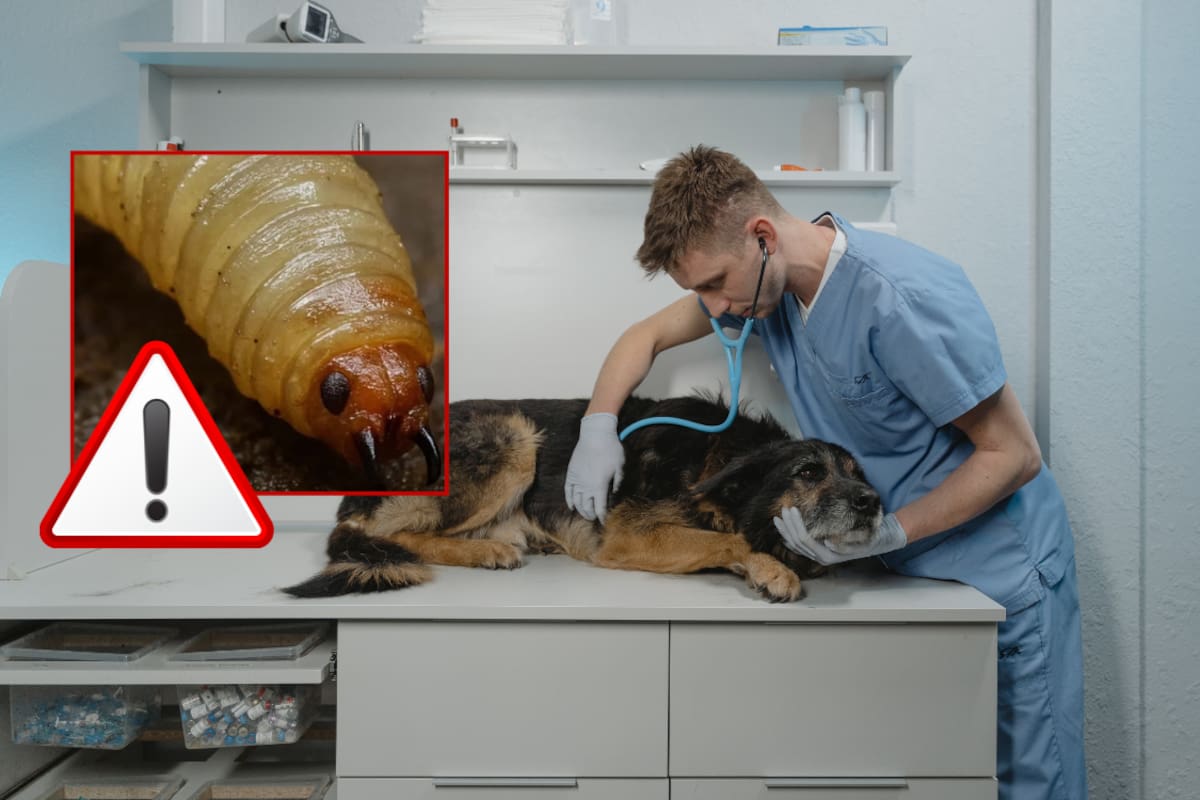 No solo afecta al ganado: casi 700 perros han sido afectados por el gusano barrenador en México