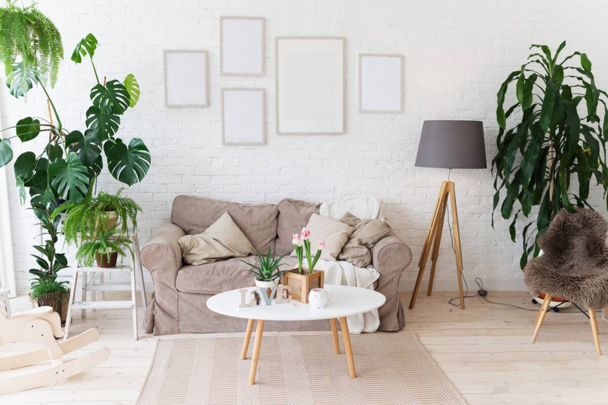 Plantas fáciles de cuidar que se verán muy bien en tu departamento