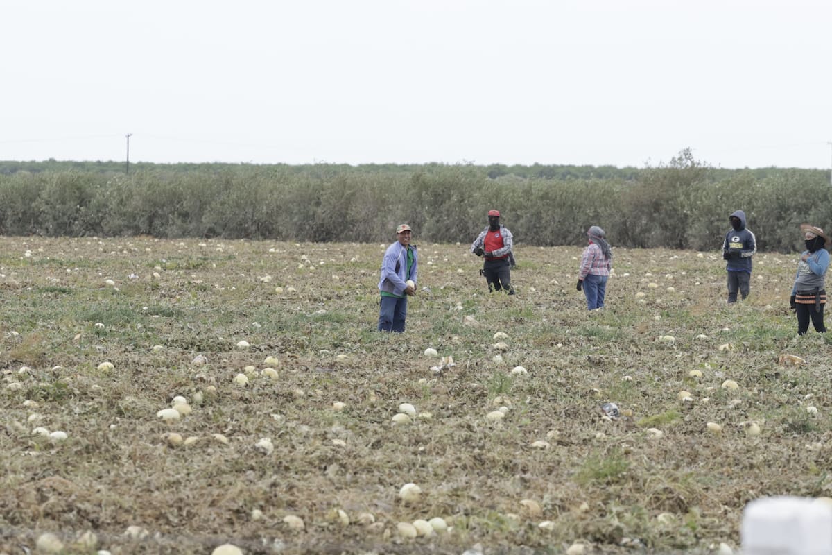 Campos de la Costa y del Norte de Sonora sin daños por sequía: Aoans