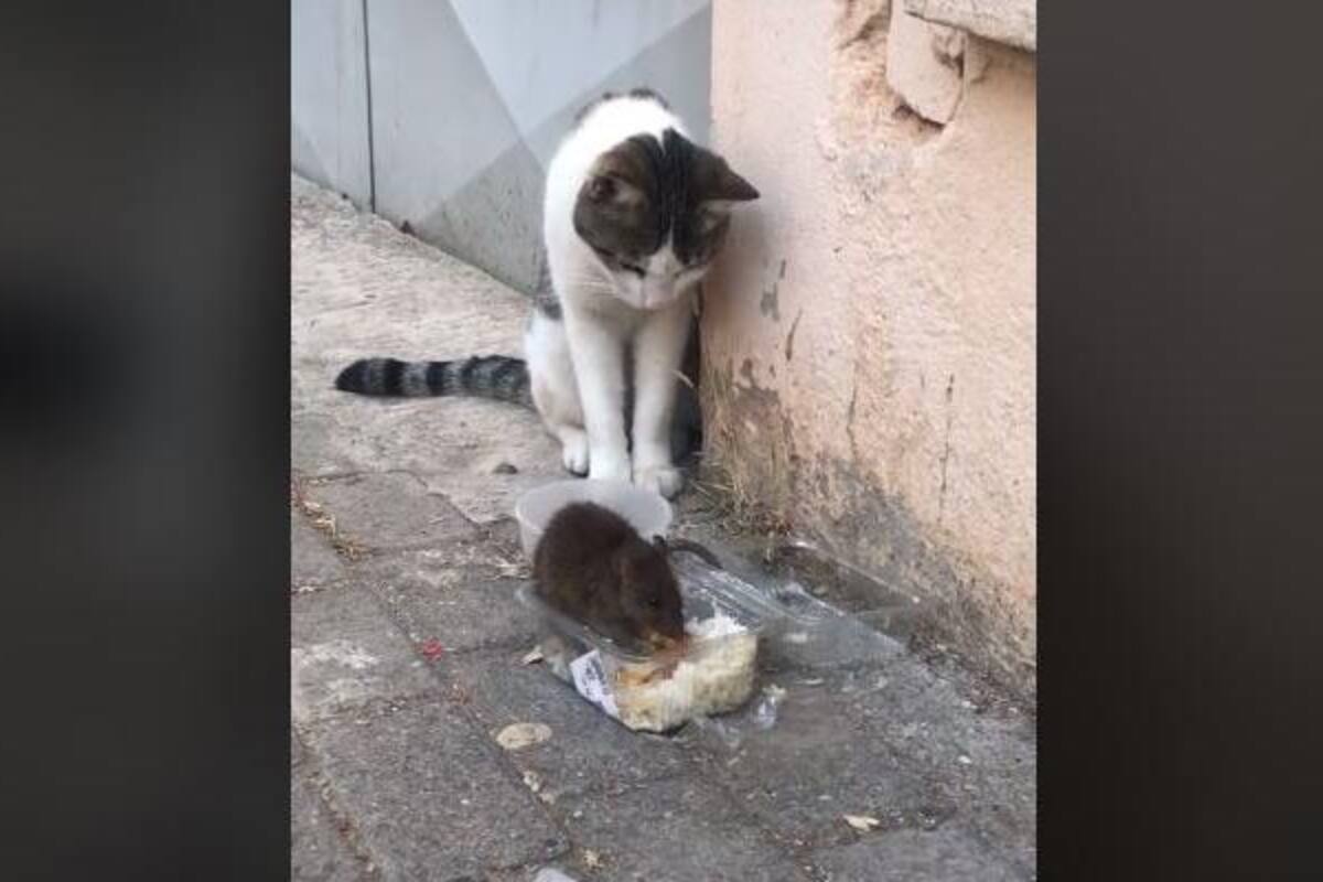 TIKTOK: Rata se defiende de un gato para que no le quite su comida