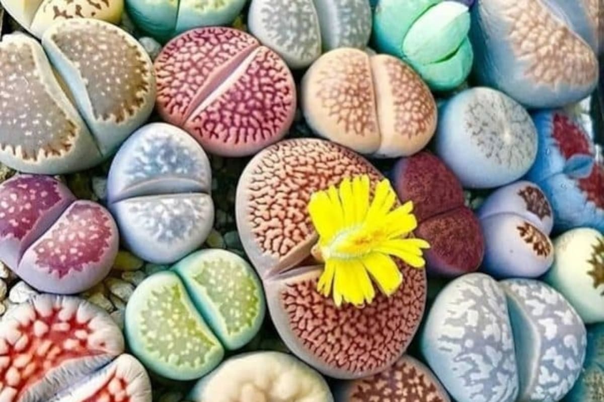 9 Plantas tan raras que parecen sacadas de una película de ciencia ficción