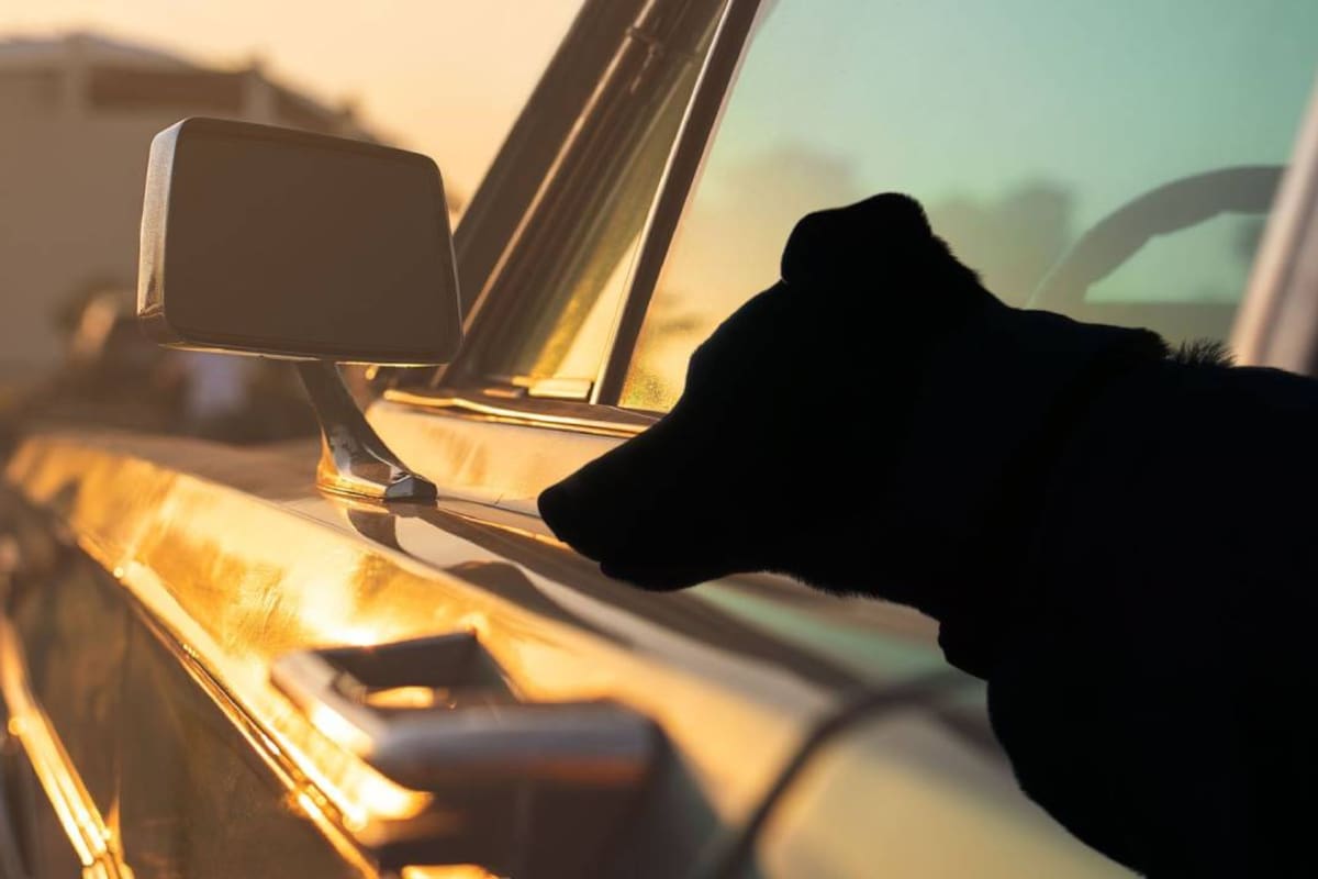 Acusan a sargento de Nueva Jersey tras muerte de dos perros policía: Estuvieron siete horas en una patrulla cerrada y la necropsia apunta a golpe de calor