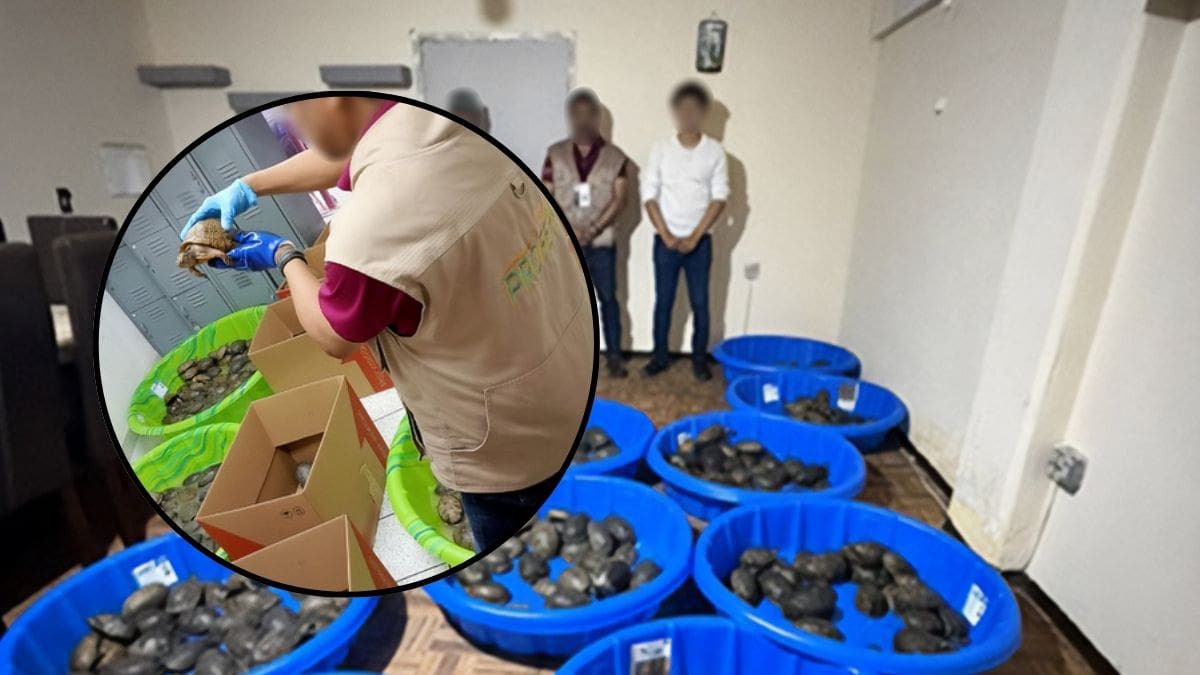 Profepa aseguró 350 tortugas que llegaron envueltas en calcetines, dentro de cajas que decían “juguetes” en una empresa de paquetería; 25 murieron por hacinamiento