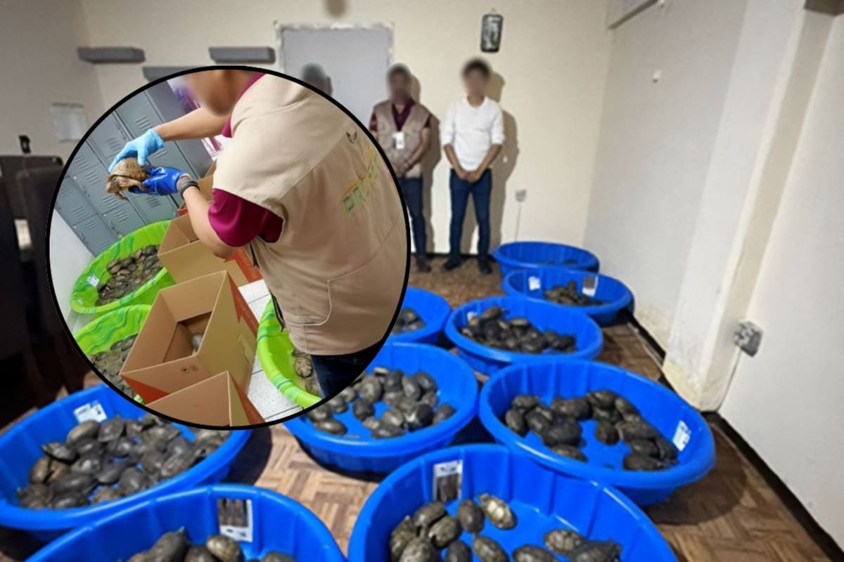 Profepa aseguró 350 tortugas que llegaron envueltas en calcetines, dentro de cajas que decían “juguetes” en una empresa de paquetería; 25 murieron por hacinamiento