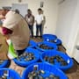 Profepa aseguró 350 tortugas que llegaron envueltas en calcetines, dentro de cajas que decían “juguetes” en una empresa de paquetería; 25 murieron por hacinamiento