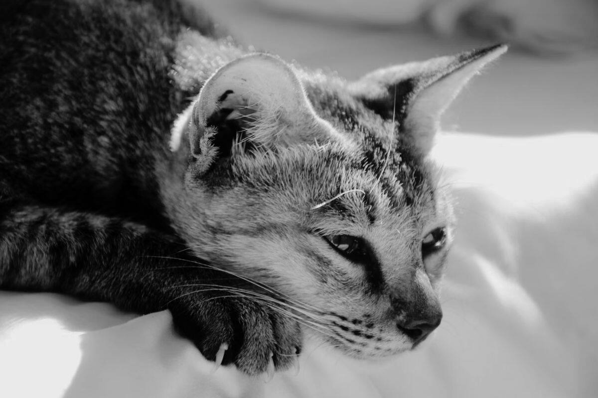 Contaminación en comida para mascotas con gripe aviar y muerte de un gato doméstico enciende las alarmas en EU