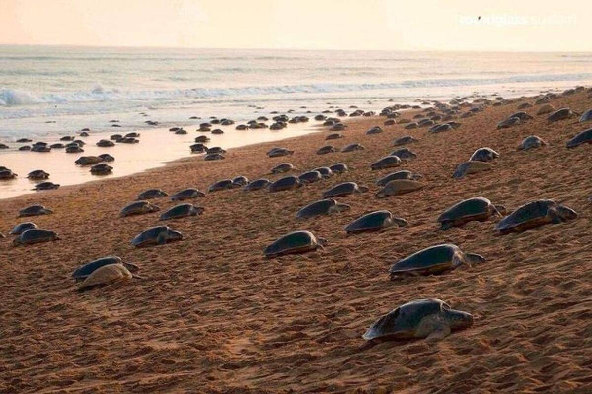 Tortugas invaden una playa vacía para anidar después de años