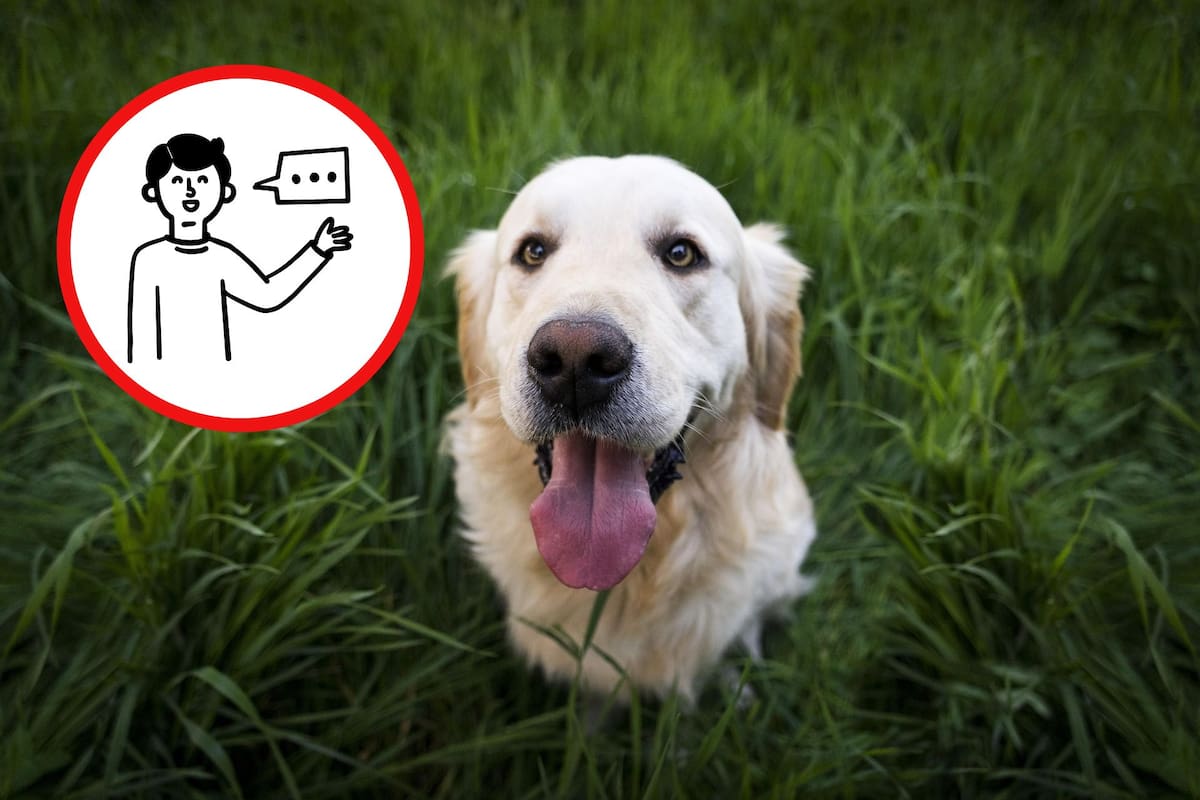 Estudio revela las frases favoritas de los perros: descubre cuáles son y por qué las aman