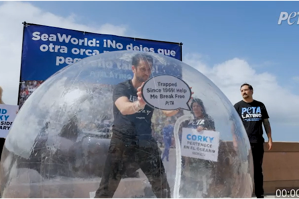 Christopher Uckermann pide Liberar a Corky en 60 aniversario de SeaWorld