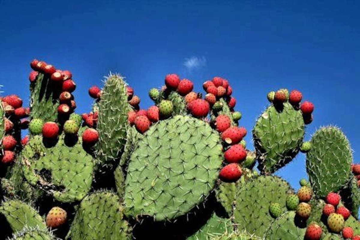 Imagen tomada de Pinterest.