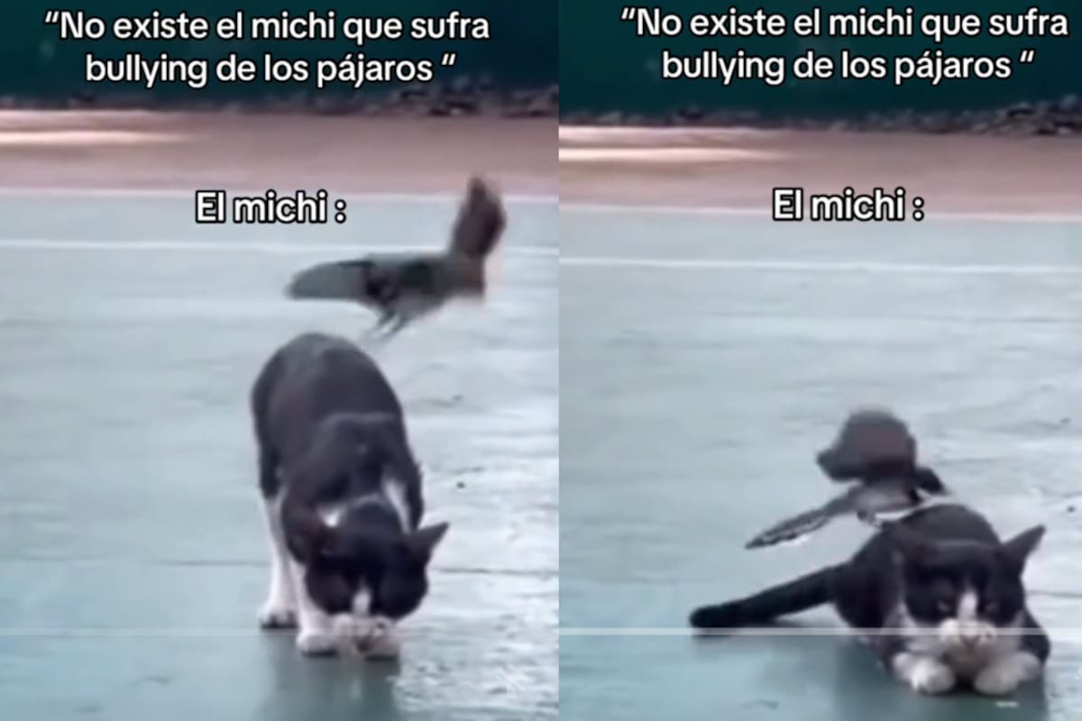VIDEO | Gato es sometido por los ataques de un pájaro: conoce por qué sucede esto