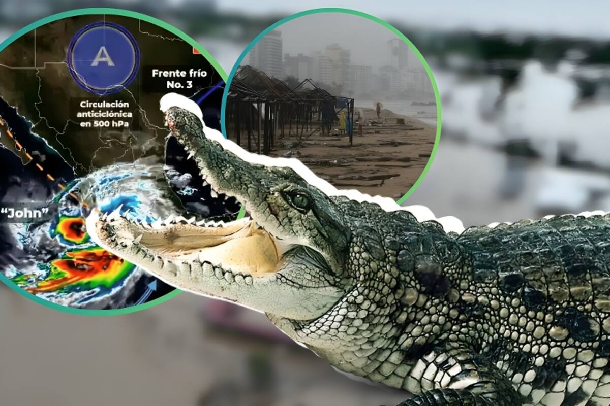 Buscan a por lo menos 35 cocodrilos sueltos en la ciudad de Acapulco por llegada de huracán John