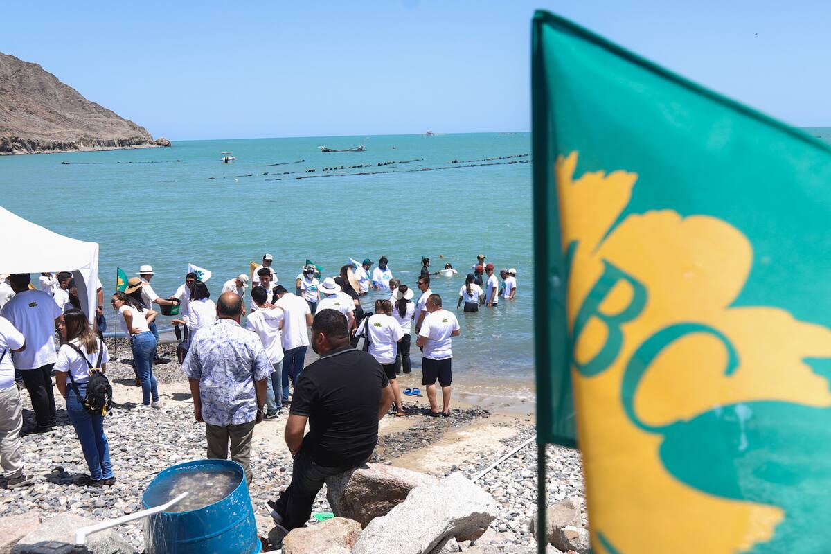 Liberación de totoaba en San Felipe