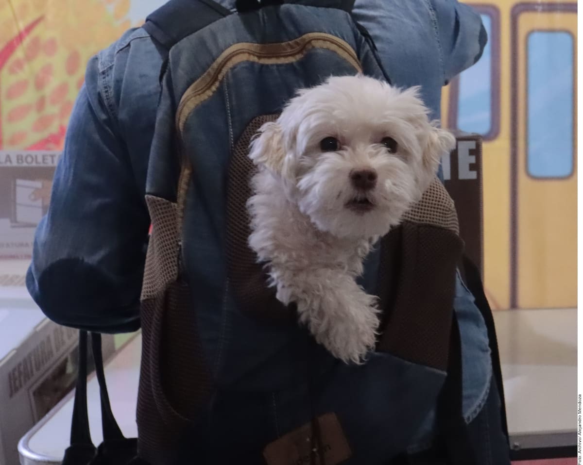 Emprendedores anticipan un aumento en la venta de pasteles, galletas y artículos para perros durante Navidad, tras la reforma que reconoce a los animales como seres sintientes. Foto: Archivo