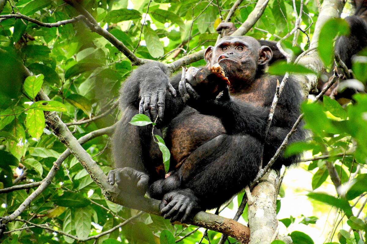 Descubren que chimpancés salvajes comen tortugas