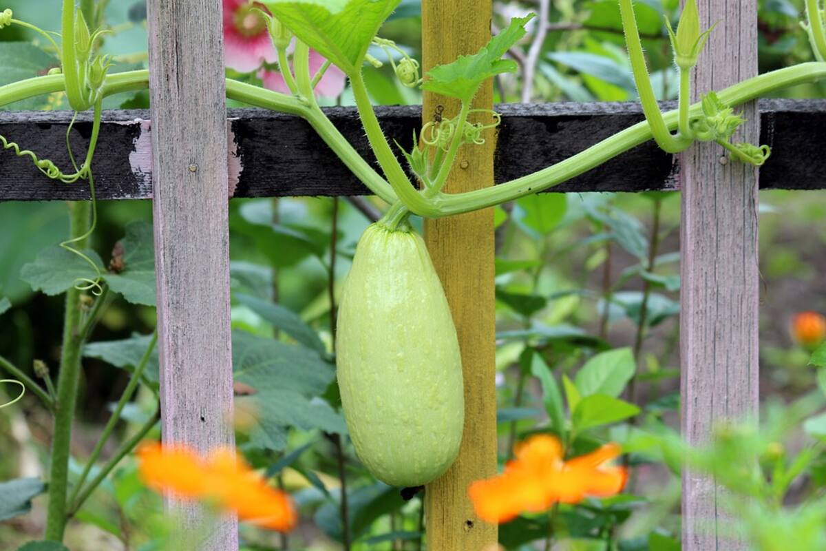 Tiran toneladas de calabacita por falta de mercado