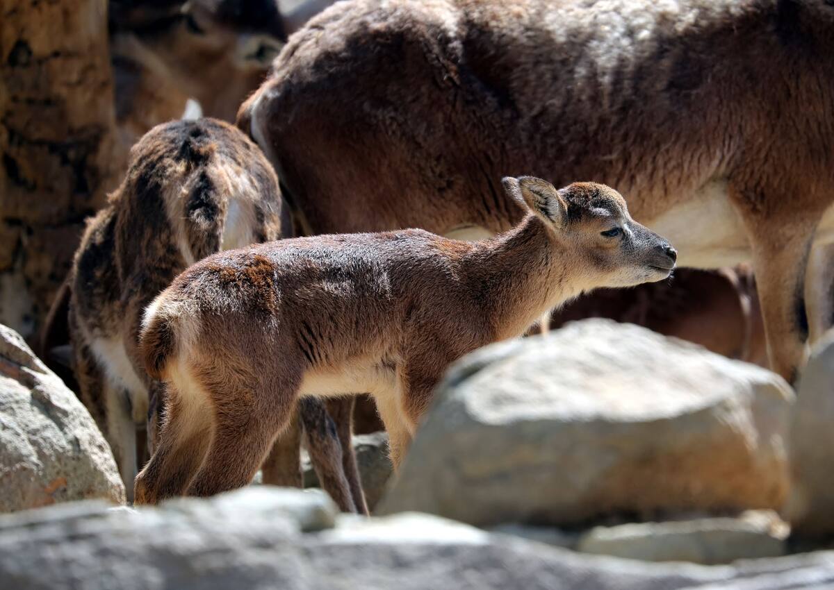 Como promoción especial, con la compra de un boleto de adulto, dos niños menores de 12 años entran gratis. Foto: Julián Ortega
