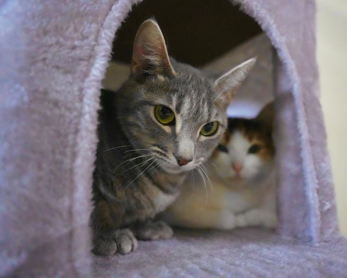 El endurecimiento de las penas ocurre en un contexto donde persisten casos de violencia contra animales.│Foto: Cortesía