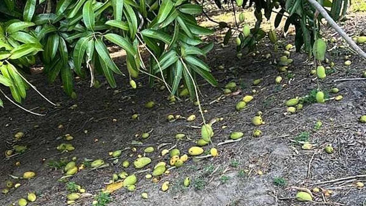 La entrega del mango a empacadoras se reactivó tras la firma del acuerdo ante autoridades locales. /El Universal