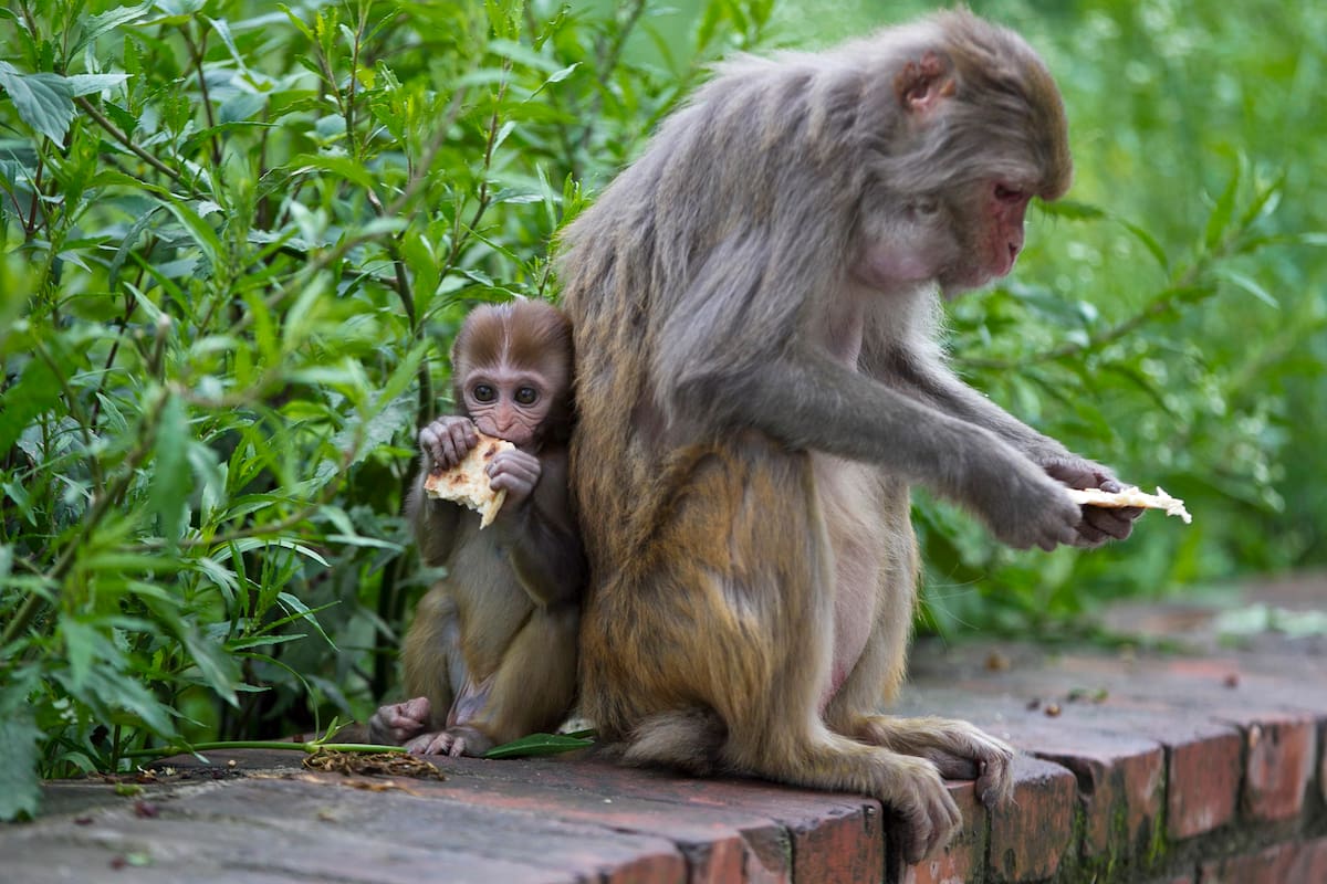 En esta fotografía del 8 de julio de 2019, monos comen roti, o pan plano, que es distribuido entre esos animales por Saraswati Dangol en el bosque cerca del templo de Pashupatinath, en Katmandú, Nepal. En los últimos cuatro años, Dangol lleva a diario el pan para alimentar a los monos. Apenas la ven con su saco blanco, la rodean, algunos esperan pacientemente su turno pero otros más ansiosos le arrebatan el pan de la mano. Muchos de los monos que acuden habitualmente a Dangol son viejos, madres o bebés incapaces de pelear por su parte de comida disputar su parte de la comida en la naturaleza salvaje. (AP Foto/Niranjan Shrestha)
