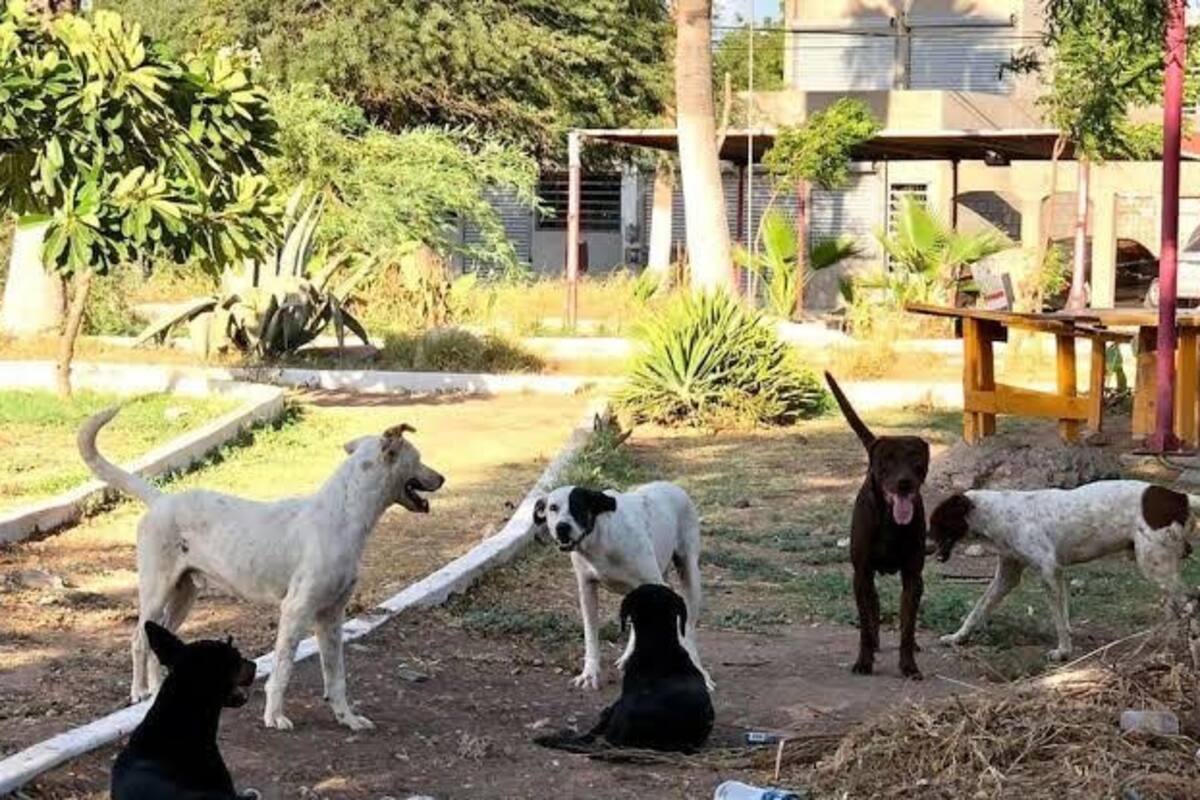 Detectan zonas con mayor problema de animales callejeros
