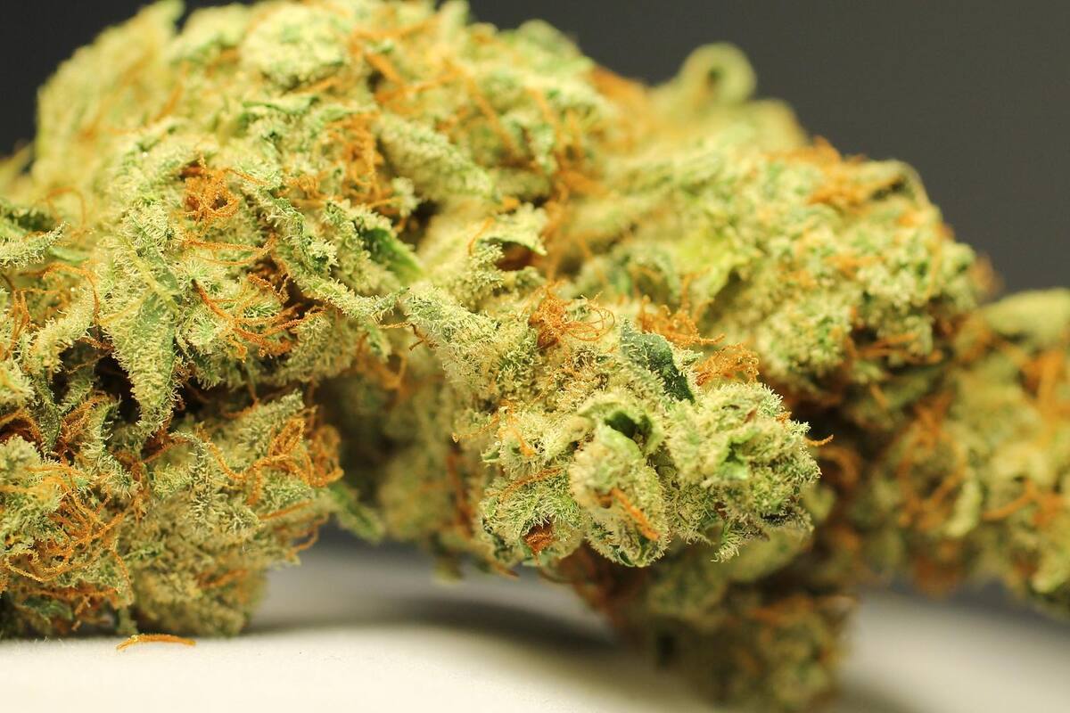 GN localiza paquetes con 114 kilos de marihuana en Zacatecas
