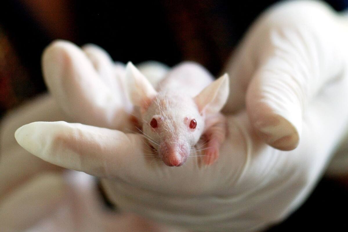 Parkinson: Un análisis realizado en ratones podría mejorar condiciones en pacientes