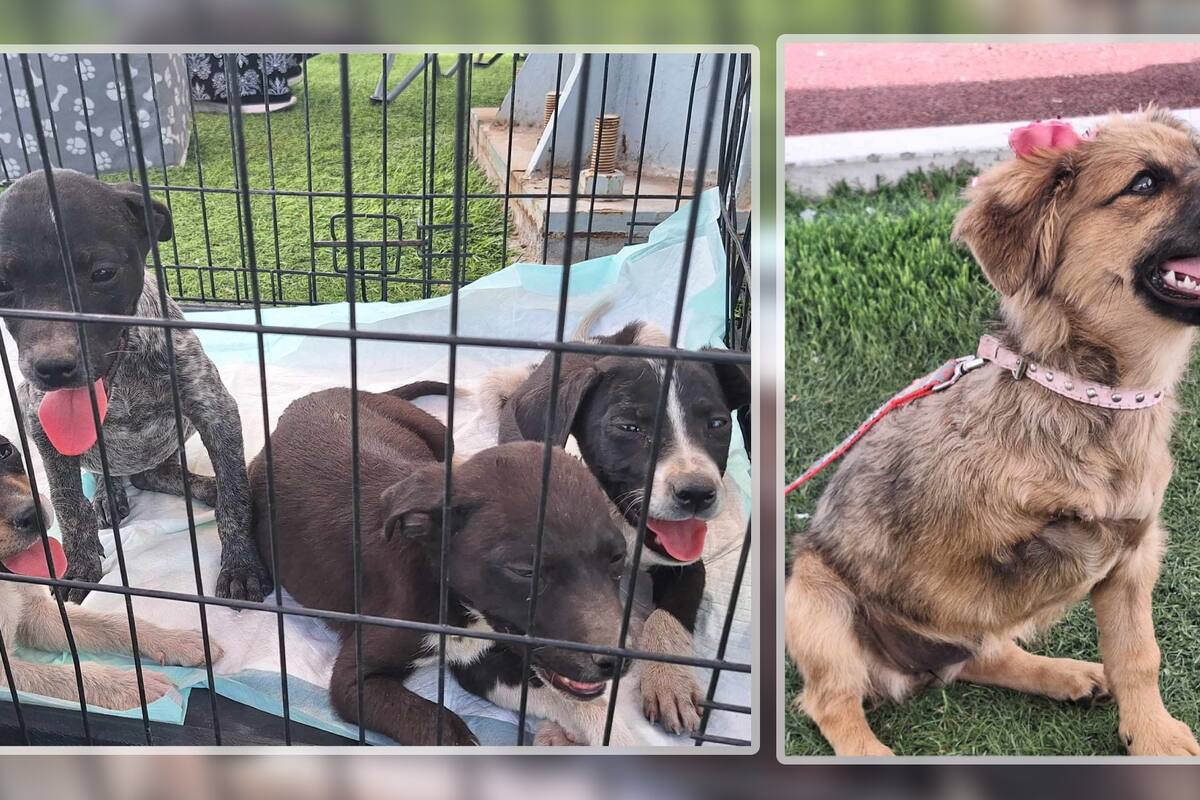 Llevan a cabo feria de adopción en Hermosillo