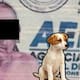 En Oaxaca un hombre es vinculado a proceso por abuso sexual animal tras ser sorprendido desnudo con una perrita dentro de un domicilio