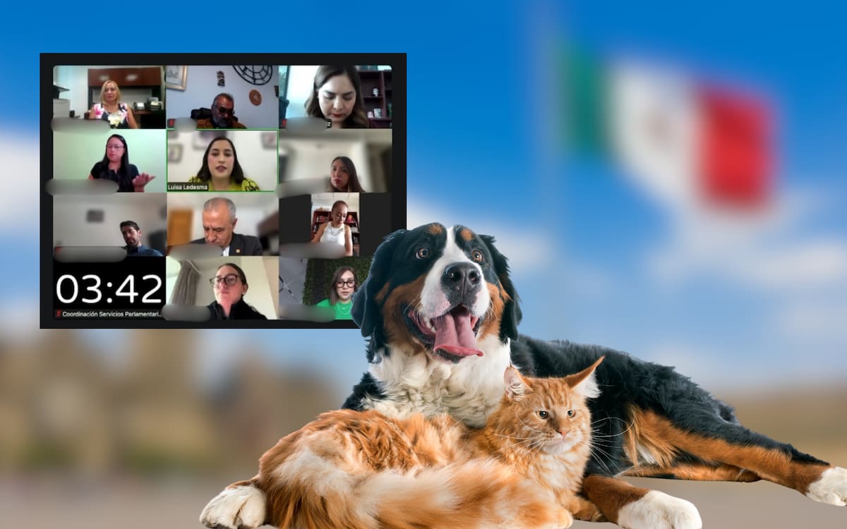 CDMX analiza una reforma para definir quién pagará alimentación, veterinario y otros gastos de perros y gatos tras un divorcio o separación.