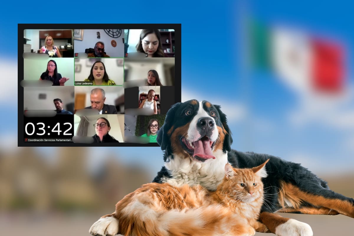 ¿Quién pagará los gastos del perro o gato tras una separación? CDMX propone reglas para obligar a las exparejas a cubrir su manutención