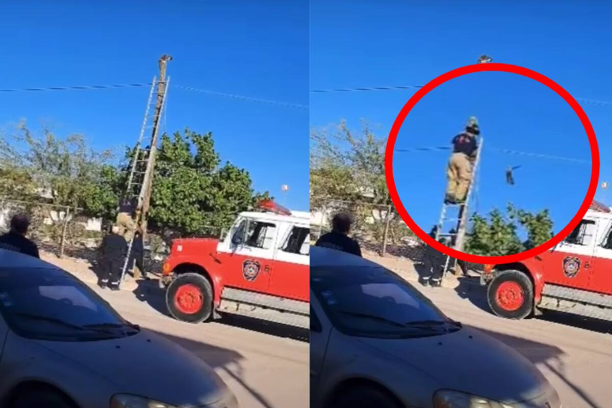 VIDEO|Rescate frustrado: gato escapa de un poste de luz en Empalme, Sonora