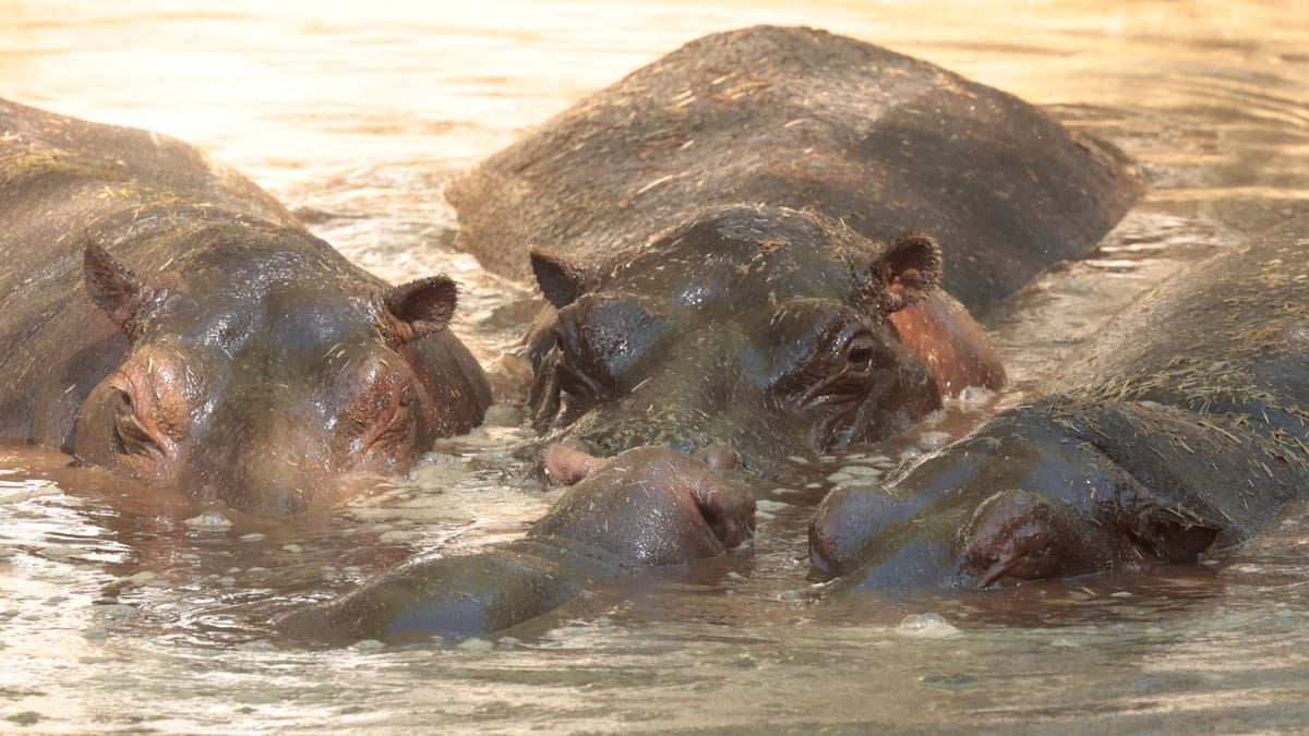 México estalló contra Colombia por sacrificio de hipópotamos sin considerar plan de rescate y traslado